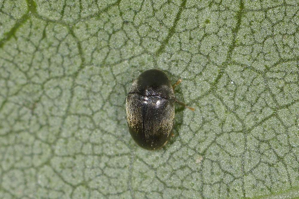 Mesocoelopus niger (cf.), Anobiidae